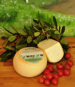 Caciotta cheese from cow's milk typical soft paste Di Pietrantonio traditional dairy