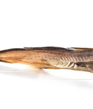 Stoccafisso Lafoten timbro Ragno