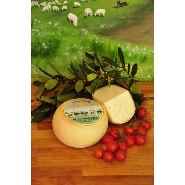 Caciotta cheese from cow's milk typical soft paste Di Pietrantonio traditional dairy